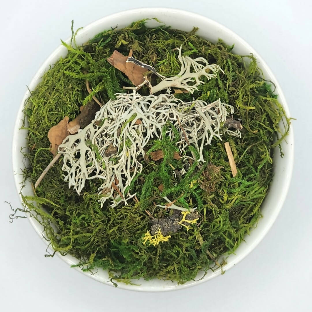 Moss Art Bowls - Patterned Ceramic Bowls